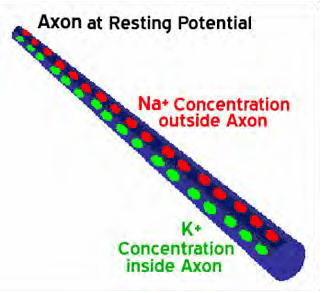 A picture of an axon with different colors.