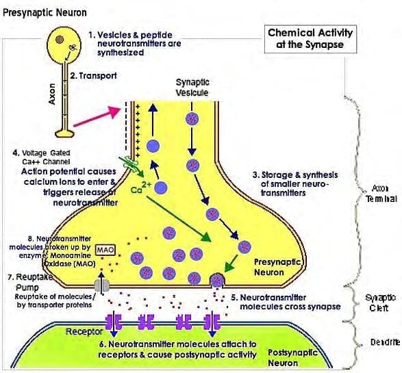 A diagram of the process of a plant cell.