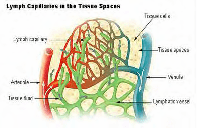 A cross section of the human body showing tissues.