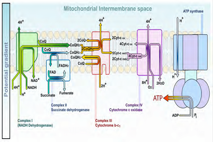 A diagram of the mitochondrial intermembrane space.