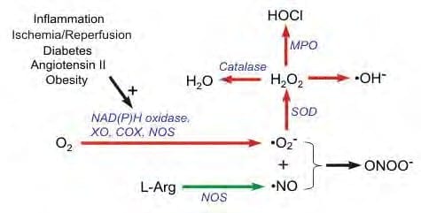 A diagram of the process of oxidation and reduction.