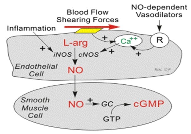 A diagram of blood flow and the effects of gmp.