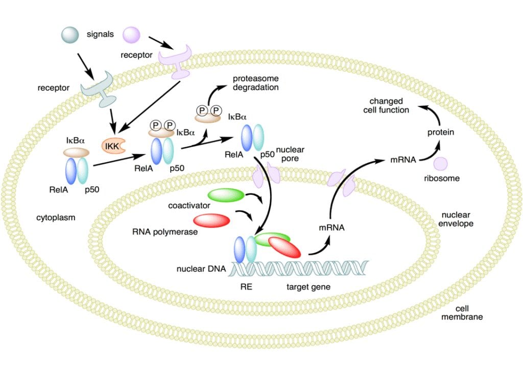 A diagram of the process of cell division.