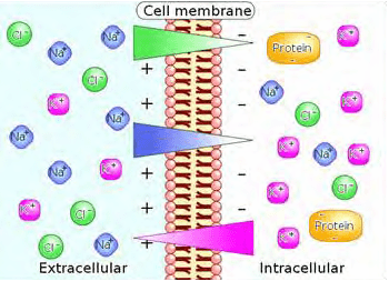 A cell membrane is shown with different types of molecules.