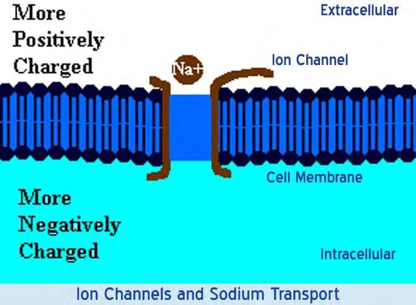 A diagram of an ion channel and sodium transport.