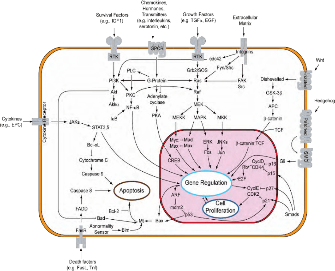 A diagram of the cellular respiration cycle.